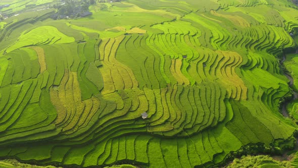 Aerial top view of paddy rice terraces, green agricultural fields in Vietnam.