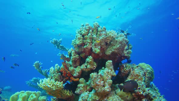 Underwater Sea Hard Coral