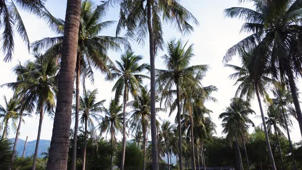 Backwards view of Palm tree jungle in Cam Ranh. Vietnam. Low angle. Slow