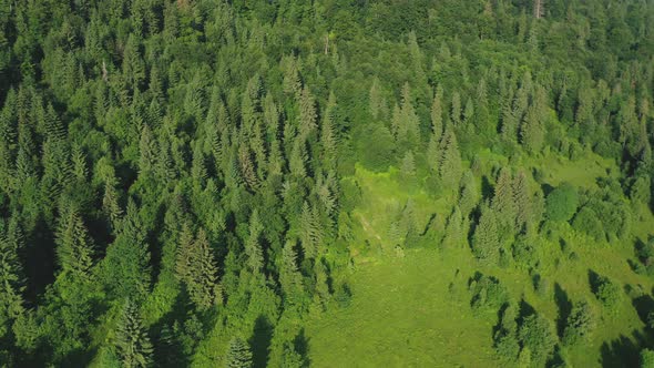 Aerial View of Fir and Pine Trees in a Green Coniferous Forest on a Sunny Summer Day