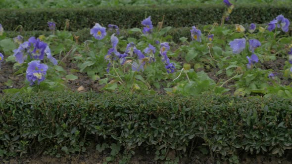 Garden Pansy flower slow panning 4K 2160p UHD footage - Violaceae Viola plant in the garden close-up