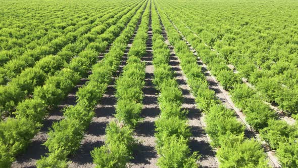 Aerial shot of rows of pomegranate trees growing in California