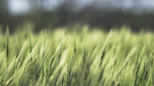 Green Wheat Head