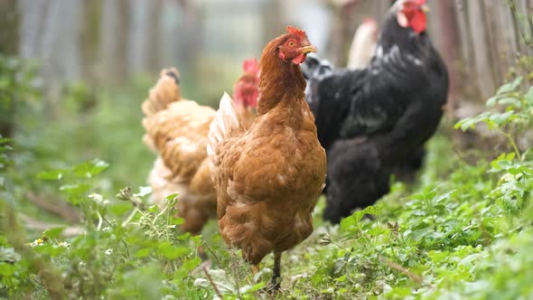 Hens Feeding on Traditional Rural Barnyard