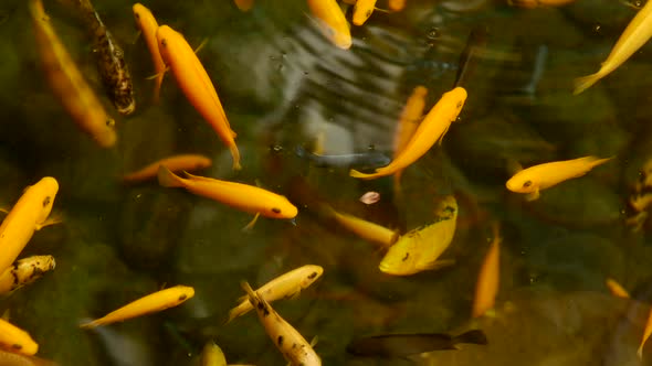 Goldfish in a Pond
