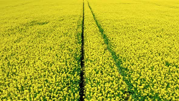 Aerial view of field of rapeseed in Poland countryside.