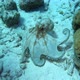 Octopus in the Ocean - VideoHive Item for Sale