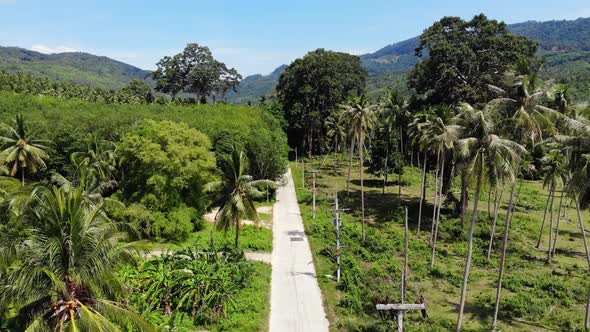 Path Through Coconut Plantation. Road Going Through Coconut Palms on Sunny Day on Koh Samui Island