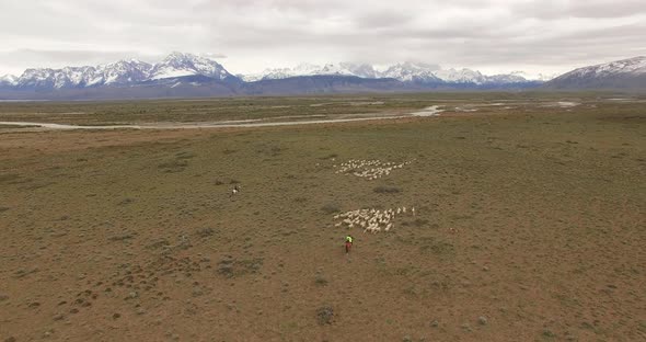 Two Shepherds Drive a Flock of Sheep Along the Fields of Patagonia. Argentina. Aerial View