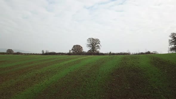 Turkey kocaeli alone tree