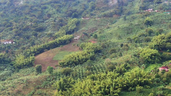 Coffee and Banana  plantations in the mountains