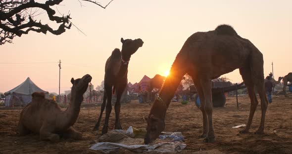 Camels at Pushkar Mela Camel Fair Festival in Field Eating Chewing at Sunrise. Pushkar, Rajasthan