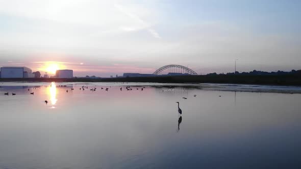 Heron hunting for fish then jumped up and fly away during a slowmo drone shot in the netherlands wit