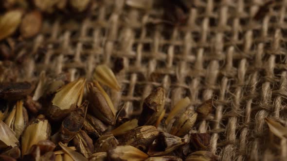 Rotating shot of barley and other beer brewing ingredients