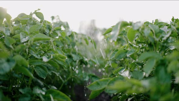 Water Pours on Potato Plants Growing in a Large Field