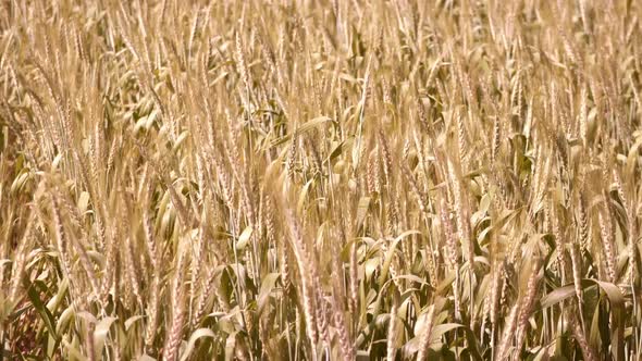 Barley Field