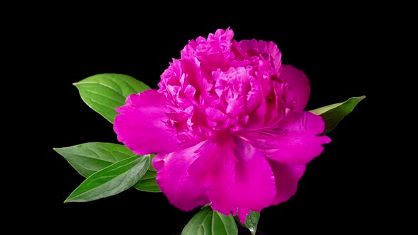 Time Lapse of Opening Beautiful Red Peony Flowers