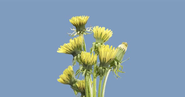 Time Lapse of Dandelion Opening Close Up View