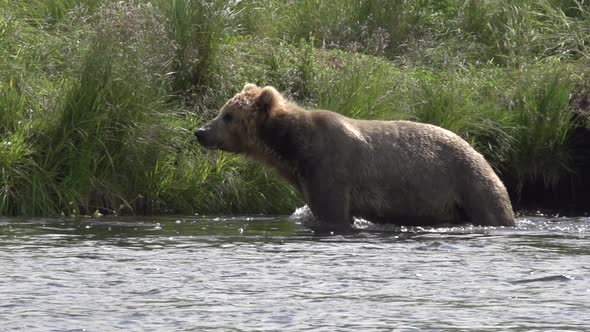 a brown bear in Alaska