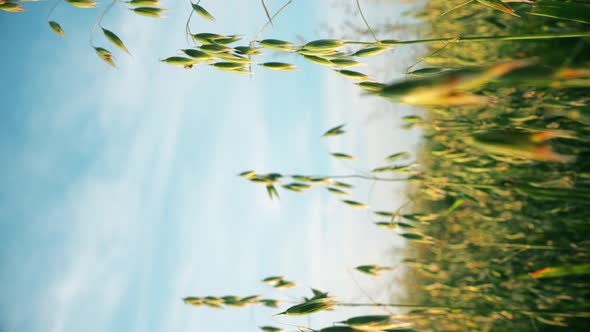 Close Up Oats In Agricultural Field