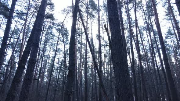 Trees in a Pine Forest During the Day Aerial View