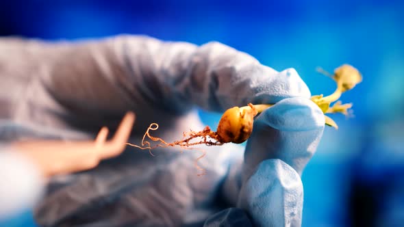 Closeup of a Scientist's Hand in Gloves Examining Microgreens in a Laboratory