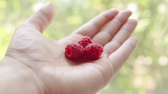 Farmer Shows Organic Raspberry on His Palm Fresh Harvest