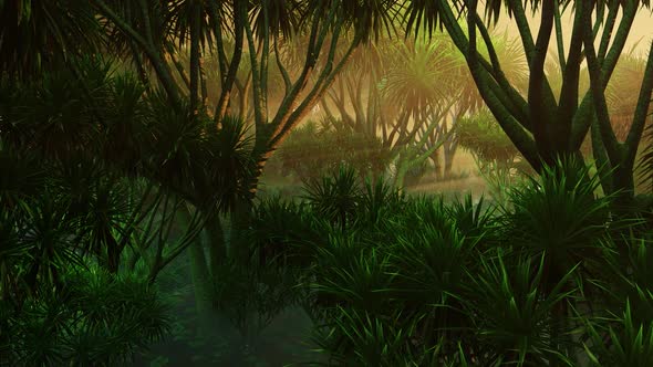 Sun Rays In The Mangrove Jungle