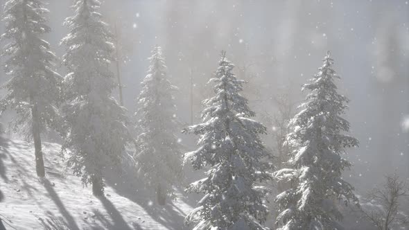 Misty Fog in Pine Forest on Mountain Slopes