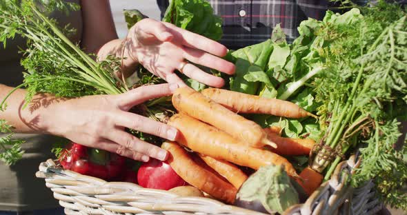 Video of hands of caucasian woman putting carrots into basket full of freshly picked vegetables