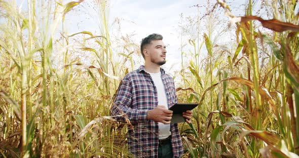 Farmer with Digital Tablet Checking on Field of Grain Sorghum