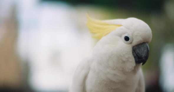 Close up of Sulphur-crested cockatoo, shallow depth of field. BMPCC 4K
