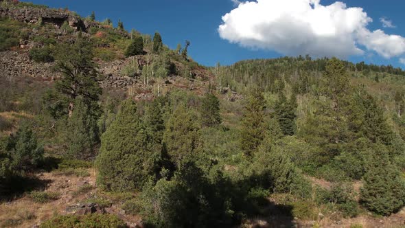 Flying past pine tree and over a forest