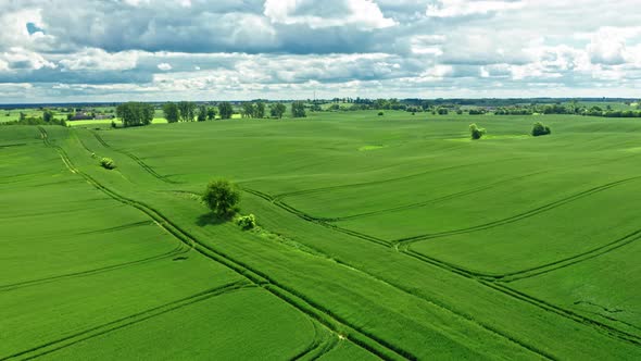 Big green field in sunny summer day, aerial view