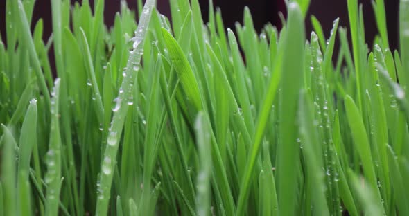 Green Grass Closeup Super Macro Shooting