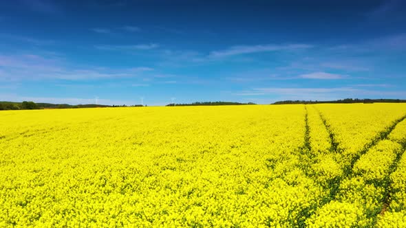 Drone video of flight over blooming and yellow shining rape fields