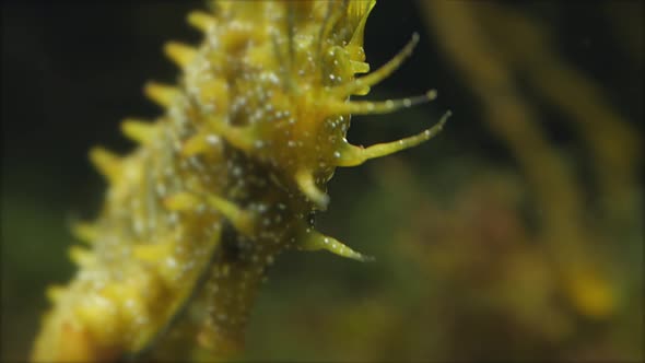 Seahorse Gutulatus Short Flat Head