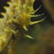 Seahorse Gutulatus Short Flat Head - VideoHive Item for Sale
