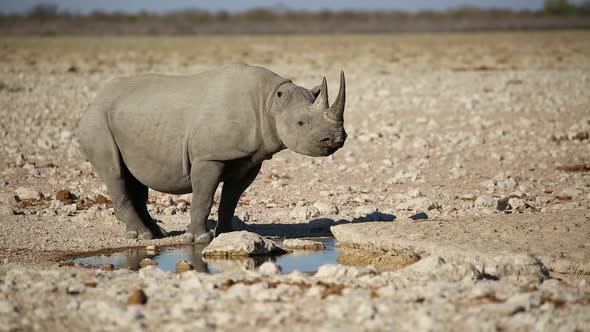 Black Rhinoceros At A Waterhole - Etosha National Park