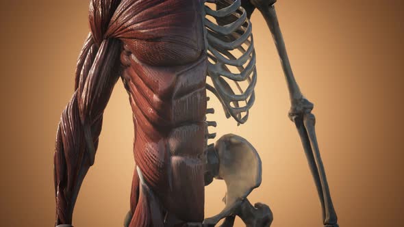 Muscular and Skeletal System of Human Body