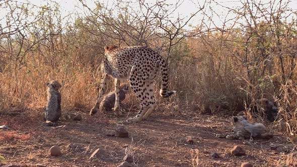 Cheetah mother with cute young cubs explores tall savanna grass