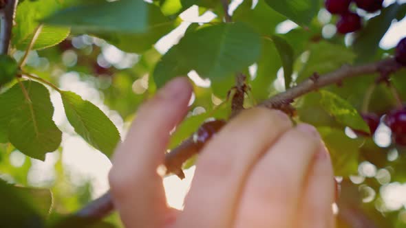 Fresh cherries hanging on a cherry tree branch. Picking cherries. Young woman collects a cherry.