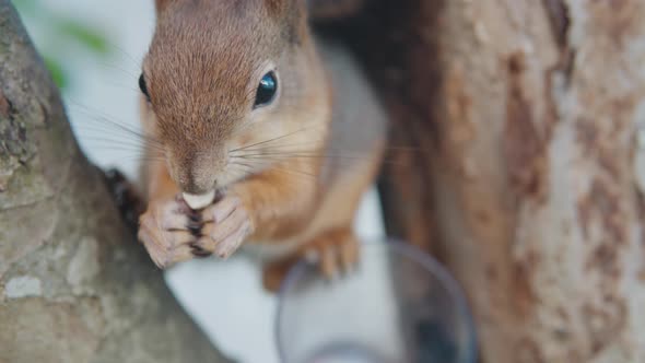 Squirrel Eating And Chewing Nut On The Tree. - close up shot