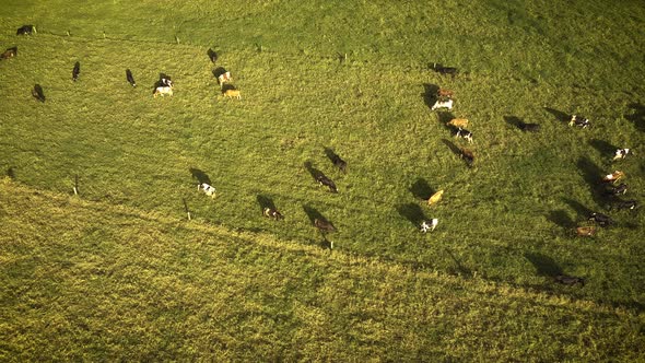 Large herd of cows eating in a field.