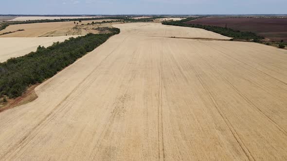 Wheat field