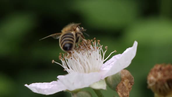 Macro close up of bee collecting pollen from white flower in nature