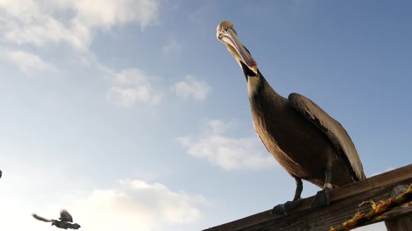 Wild Brown Pelican on Pier California Ocean Beach USA