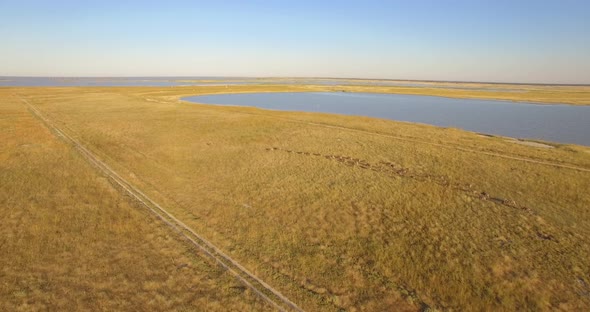 Aerial drone view of a herd of wildebeest wild animals in a safari in Africa plains