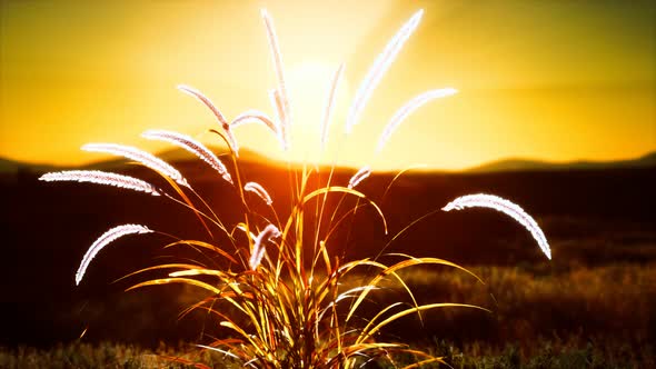 Wild Flowers on Hills at Sunset