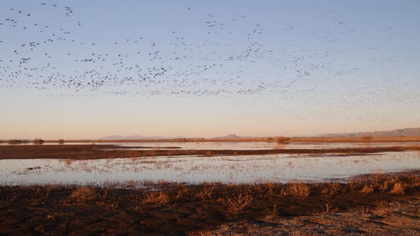 Sandhill crane flock flying over the water at sunset.